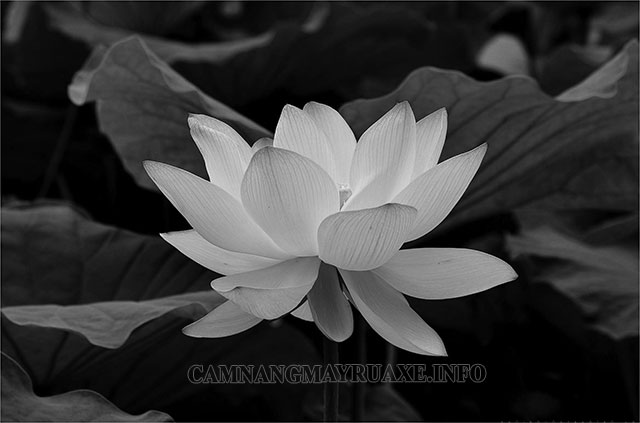 Ý nghĩa của hoa sen trắng nền đen là sự pha trộn hoàn hảo giữa sự trong sáng và sự đen tối. Hình ảnh hoa sen trắng nền đen mang đến cho người xem một cảm giác cân bằng và quyền uy. Hãy cùng chiêm ngưỡng hình ảnh đầy ý nghĩa này và tìm hiểu thêm về loài hoa mang đầy sức sống này.
